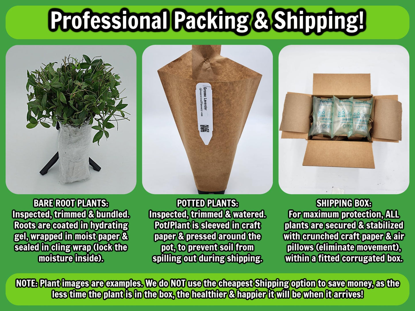 Greenwood Nursery: Live Perennial Plants - SuperBlue Lavender + Lavandula Angustifolia - [Qty: 2X Pint Pots] - (Click for Other Available Plants/Quantities)