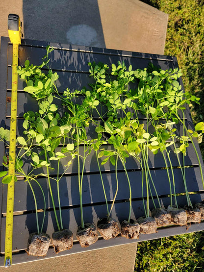 Moringa Tree Live 1 Moringa Plant with Free Moringa Seeds. Drumstick Tree - Miracle Tree - Malunggay - Easy to Grow - Herb - Vegetable - Nutrient-Dense