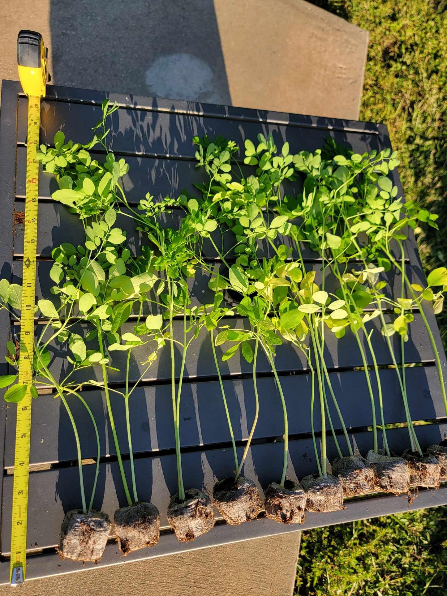 Moringa Plants 2 Live Moringa Trees with Moringa Seeds, Drumstick Tree, Miracle Tree, Moringa Seedling, Live Plant