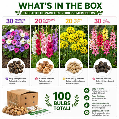 100 Premium Bulbs for Spring and Summer Flower Mix – Anemone, Gladiolus, Allium & Ixia – Easy-Grow Perennial Garden Flowers – Attracts Bees, Butterflies & Hummingbirds – Outdoor Planting