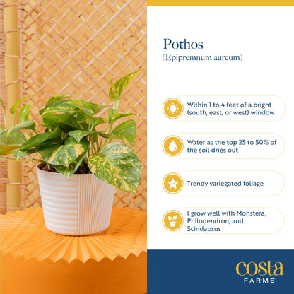 Costa Farms Global Green Pothos Live Plant in Self Watering Pot, Air Purifying Indoor Houseplant, Perfect for Home, Room, or Office Decor, Great House Warming or Birthday Gift, 10-12 Inches Tall