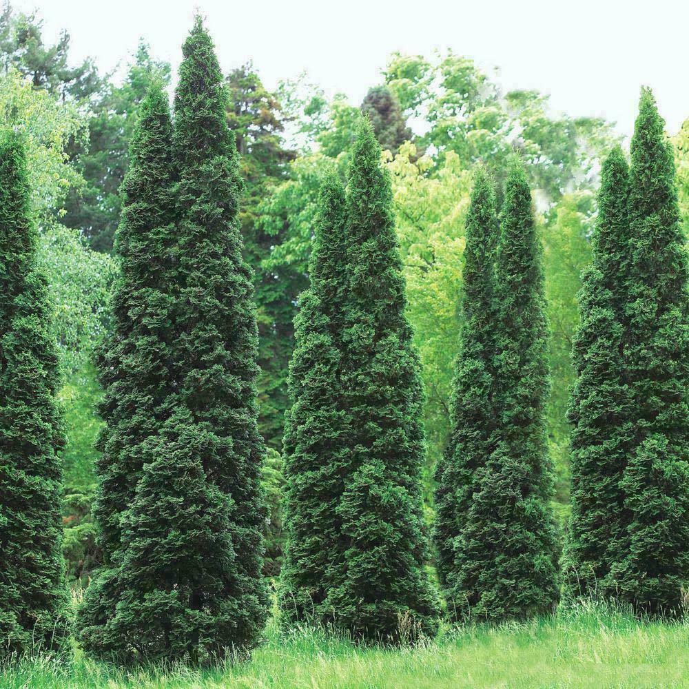 50 Thuja Green Giant Arborvitae Trees/Shrubs - 6-12" Tall Live Plants - Fast Growing Privacy Evergreen Hedges/Bushes - 2.5" Pots - (50 Pack)