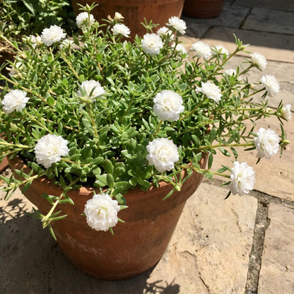 4 Portulaca Plants Live, Moss Rose Flower Plant for Outdoor Garden, Ground Cover Plant for Patio Containers, Borders or Landscape 4-7 Inches (White)