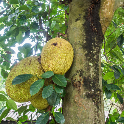 Jackfruit Tree Live Plant, 6-10 Inch Tall Jackfruit Tree in 4 Inch Pot, Hardy Tropical Fruit Trees Starter Plant Potted for Outdoors Garden