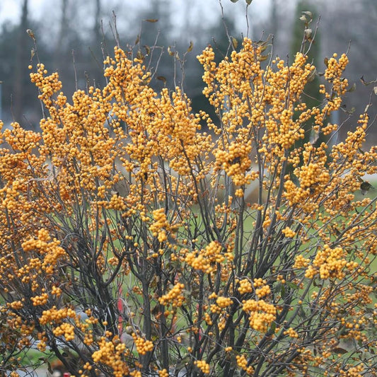 Gold Berry Heavy® Winterberry Holly - 4" Pot - Proven Winners