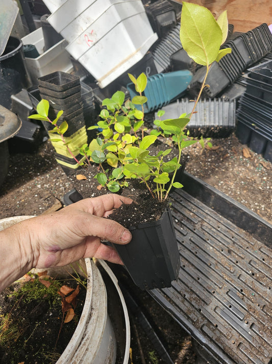2-Pack Live Salal Berry Plant, 4" Pot