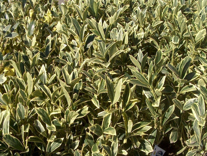 Ligustrum Japonicum Jack Frost - 40 Live Plants - Evergreen Privacy Hedge Variegated Tips