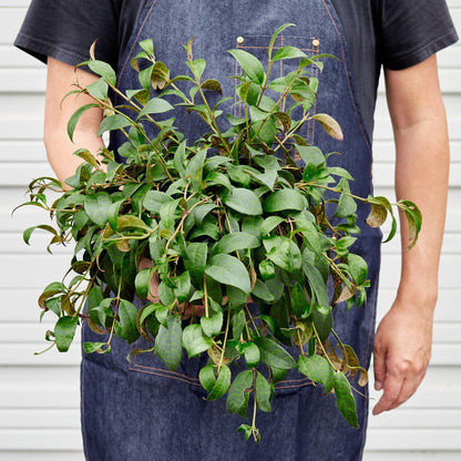 Lipstick Black Pagoda | Live Plant for Indoor & Outdoor | for Living Room, Office, Bathroom | (6" Pot)