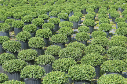 Soft Touch Holly - Size: 1 Gallon, Live Plant, Includes Special Blend Fertilizer & Planting Guide