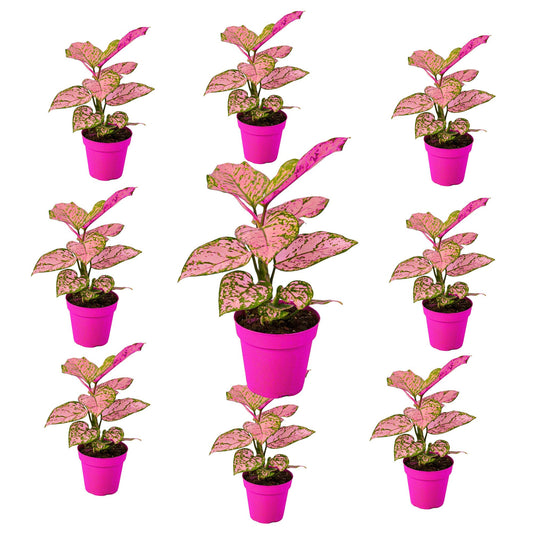 9 Pack Chinese Evergreen 'Lady Valentine' in 4in Pot - Live Plants Tropical Houseplants | Variegated | USA Growers | The Snobby Leaf