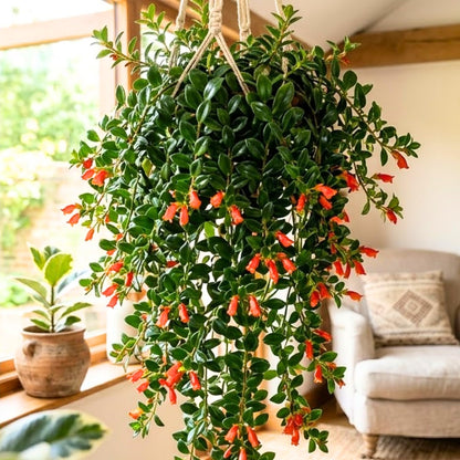 Trailing Goldfish Plant Live in 4" Pot, Tropical Houseplant for Hanging Baskets, Indoor Live Plant with Bright Blooms