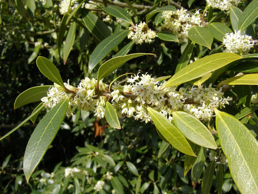 Live Plant - Fudingzhu Fragrant Tea Olive (Osmanthus) - Live Plant - (2.5 Qt)
