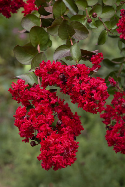TriStar Plants - Red Scarlet Crape Myrtle, 1 Gallon Trade Pot - Lagerstroemia, Crepe Myrtle, Red Crape Myrtle, Southern Myrtle, Flowering Shrub, Flowering Tree, Healthy Established Roots