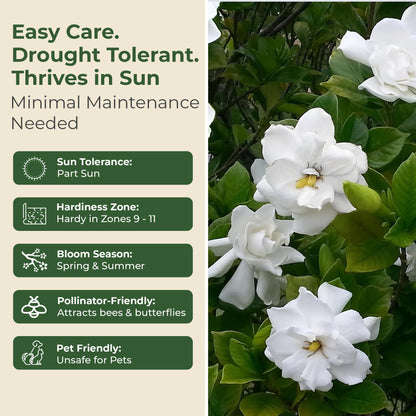 Buttons Gardenia Shrub - Live Fragrant Shrub with White Double Blooms in 2.25 gal Pot - Grows Up to 2' Tall - Ideal for Gardens, Patios & Indoor Use (1 Pack)