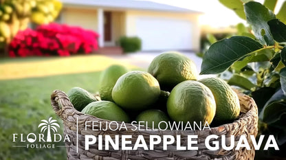 Pineapple Guava - 3 Live Plants - Feijoa Sellowiana - Edible Fruit and Flowering Foliage