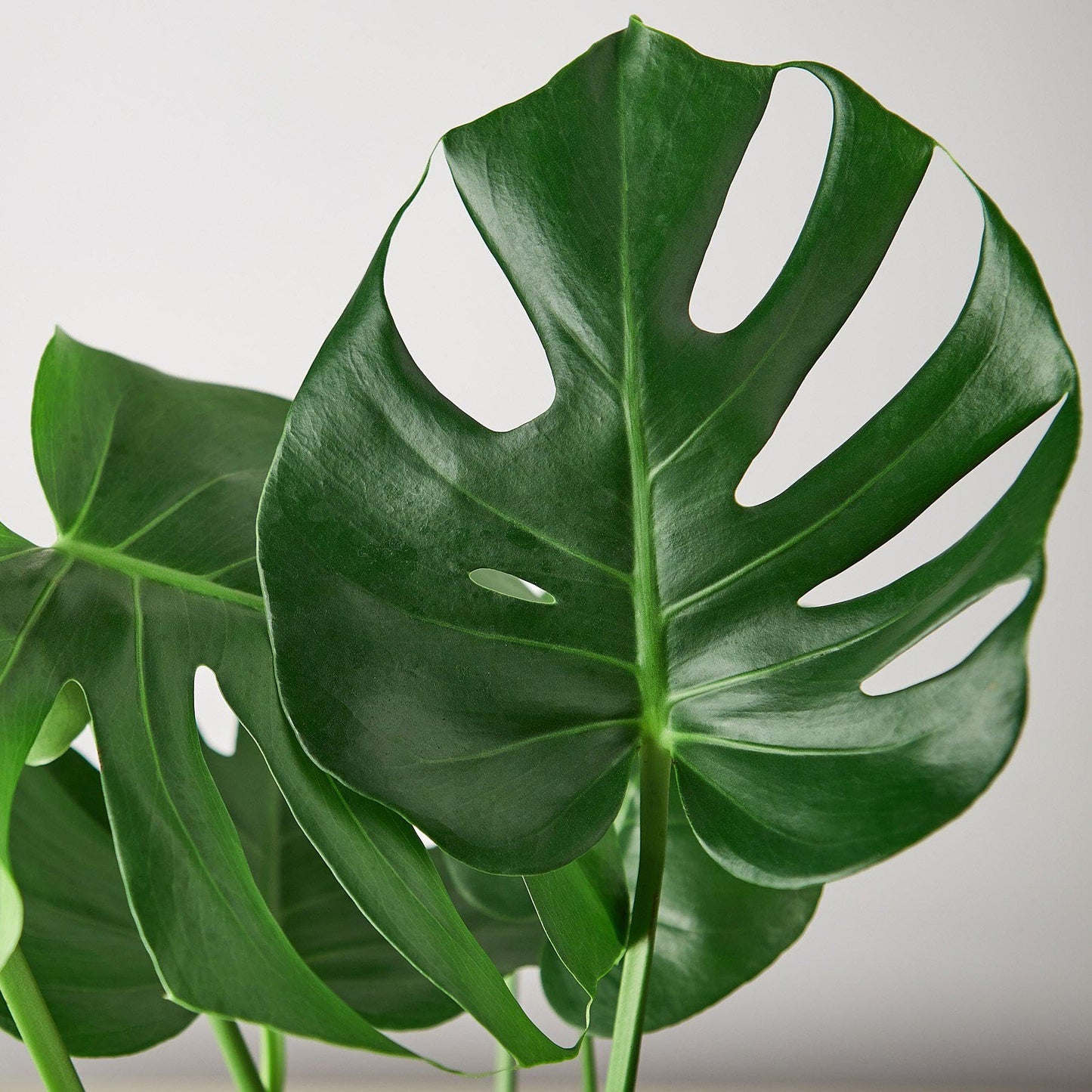 8 Pack Philodendron Monstera Split-Leaf in 4in Pot - Live Plants Tropical Houseplants | Variegated | USA Growers | The Snobby Leaf