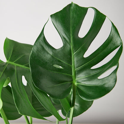 4 Pack Philodendron Monstera Split-Leaf in 4in Pot - Live Plants Tropical Houseplants | Variegated | USA Growers | The Snobby Leaf