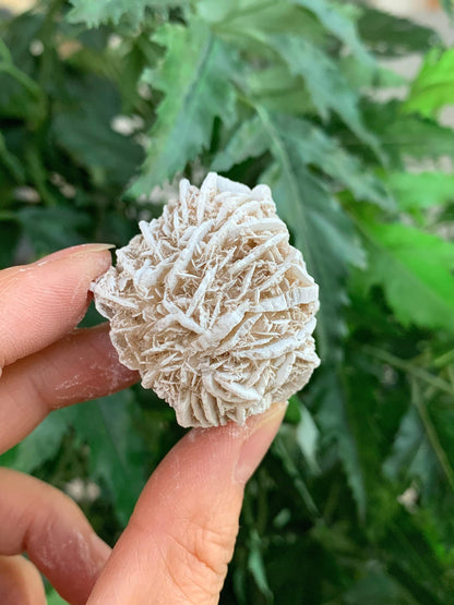 GAF TREASURES Wholesale Raw Desert Rose Crystals, Natural Desert Rose Stone, Natural Rough Desert Rose Crystals, Desert Rose Rough, Desert Rose Healing Crystals (Desert Rose, 0.5 Pound)
