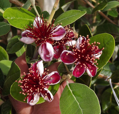 Live Plant - Pineapple Guava Feijoa Sellowiana Well Rooted Starter Plant Grow Sweet Fruit