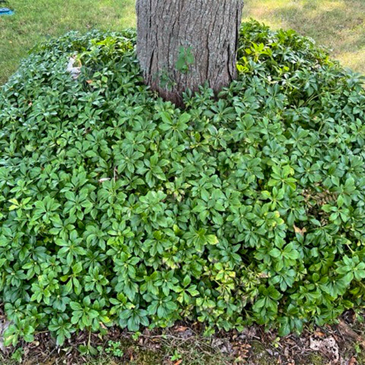 Direct Gardening Pachysandra Dormant Bare Root Shade Perennial Groundcover Starter Plant