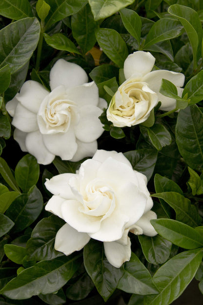 Gardenia 3 Gal. August Beauty Gardenia Shrub
