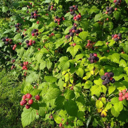 2 Boysenberry Plant Live, Edible Fruit Tree Live Plant, Sweet Berry Bush, 4-6'' Tall, Well Rooted for Outdoor Garden