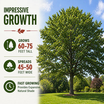 3 Pack Red Oak Trees (Quercus rubra) – Live Fast Growing Shade Trees, Vibrant Red Fall Foliage, Hardy Landscape Trees for Yard & Garden