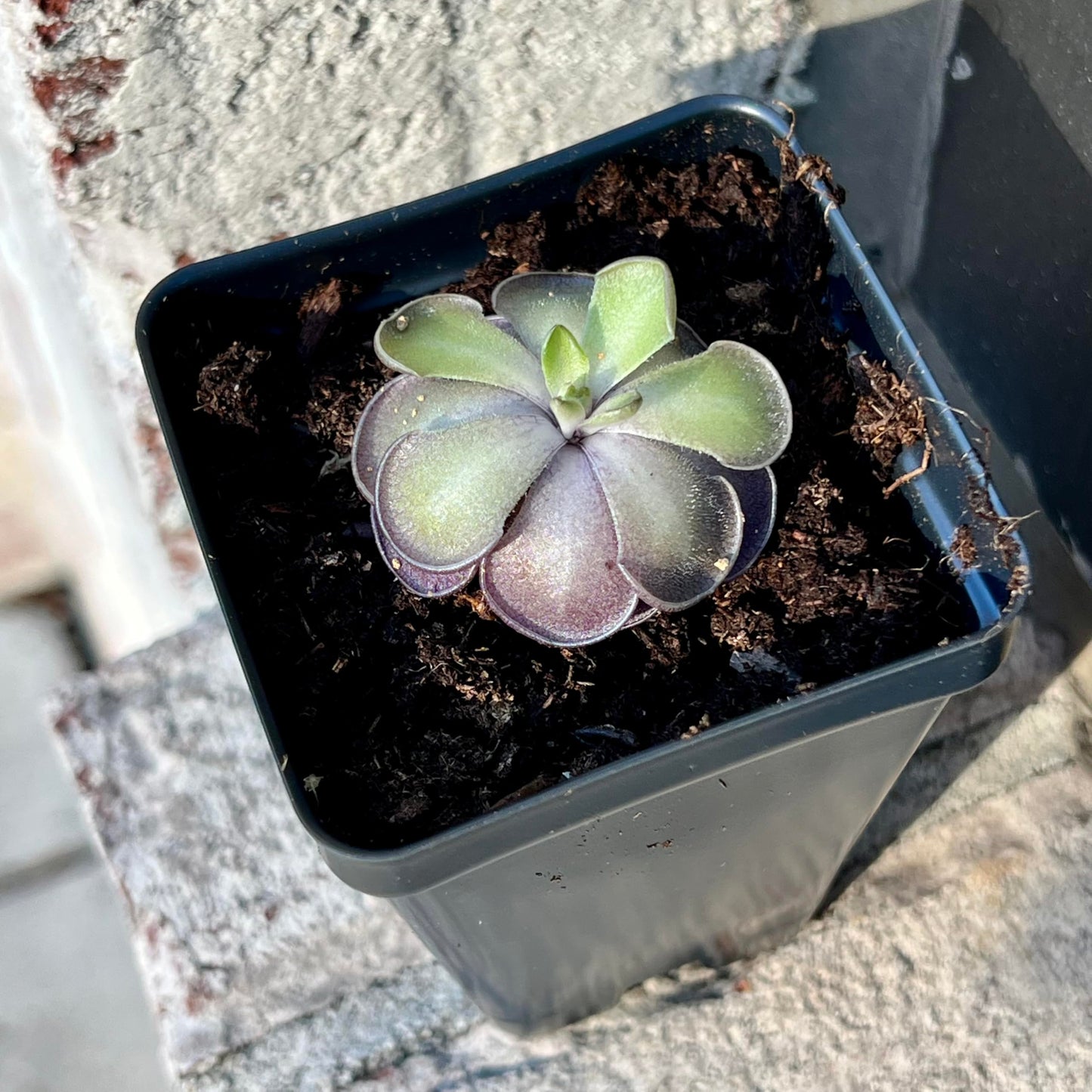 Live Pinguicula cyclosecta – Rare Violet-Toned Mexican Butterwort, Rosette-Forming Carnivorous Plant, Easy to Grow. Succulent-Like Carnivore Plant.