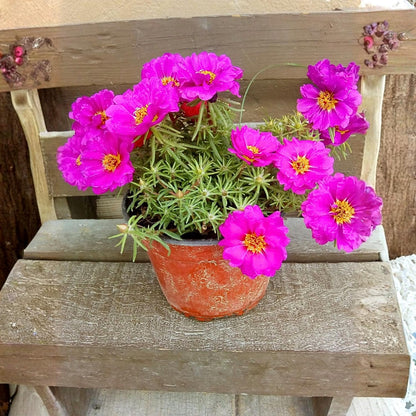 4 Portulaca Plants Live, Moss Rose Flower Plant for Outdoor Garden, Ground Cover Plant for Patio Containers, Borders or Landscape 4-7 Inches (Deep Pink)