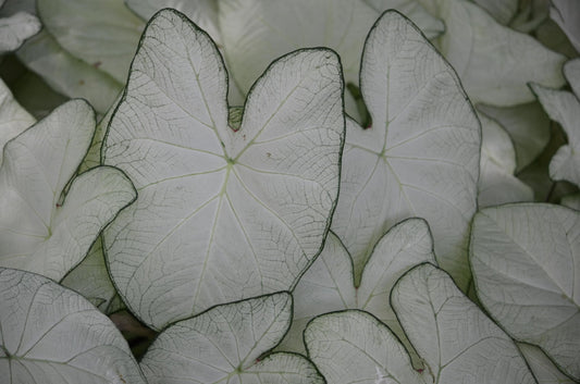 10 June Bride Fancy Caladium Bulbs for Planting - Exotic White Elephant Ears Bulbs