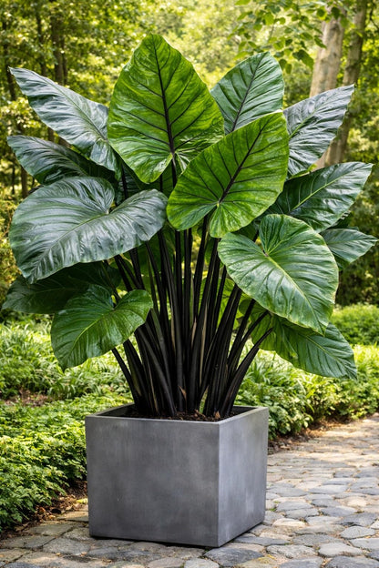 3 Giant Upright Elephant Ear Bulb – Massive Green Leaves – Large 7-9 Inch Bulbs - Tropical Statement Plant for Garden & Containers (3 Bulbs)