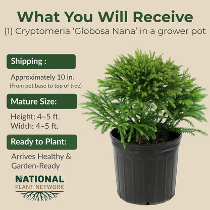 3 gal. Cryptomeria Globosa Nana Shrub