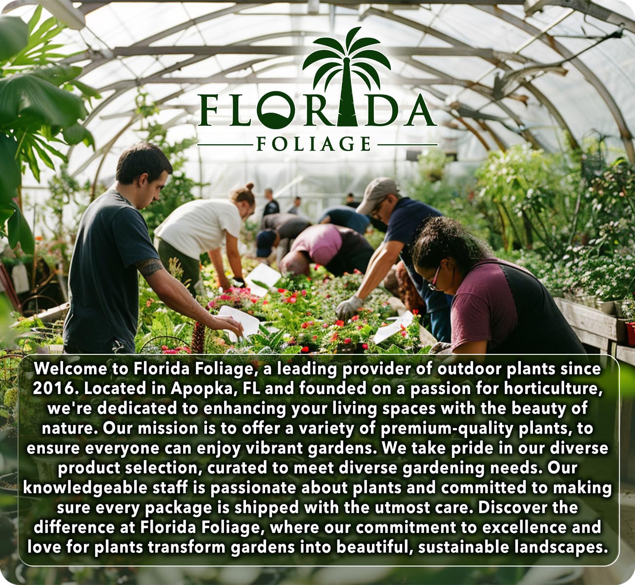 Ligustrum Japonicum Jack Frost Privet | 1 Large Trade Gallon Size Plant I Live Variegated, Fast-Growing, Evergreen Shrub for Stunning Ornamental Landscaping, Ideal for Privacy Hedges