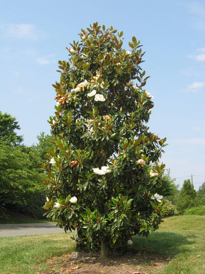 Live Plant - Evergreen Southern Magnolia Grandifolia 20-28 inch tallFragrant
