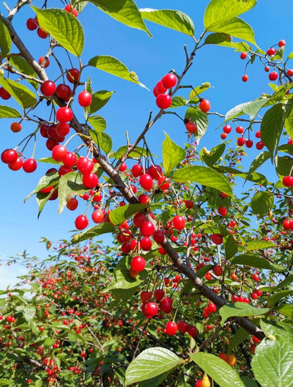 30 Pcs Cherry Seeds Planting for Outdoor Indoor