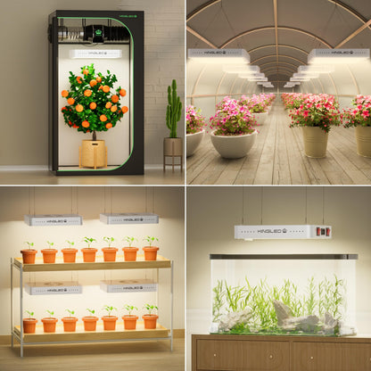 KingLED KP1000 LED Grow Light for Indoor Plants, Full Spectrum Plant Light with Veg & Bloom Mode, 100W Growing Lamp for Seed Starting Seedlings Vegetable Hydroponic Greenhouse, 2x2/2x3 Grow Tent