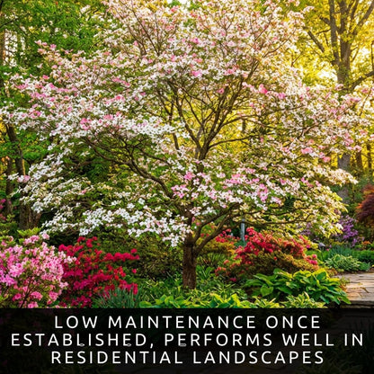 White Flowering Dogwood Trees Live – Cornus Florida – Ornamental Flowering Trees – Spring Blooms & Landscape Trees – Bare Root for Outdoor Planting (10 Trees)