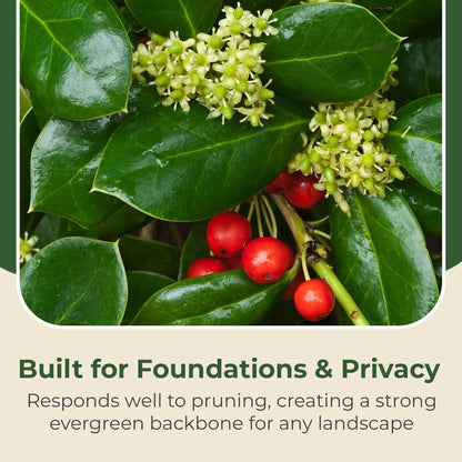 Holly Dwarf Burford Shrub – Compact Upright Evergreen Holly w/Small Showy White Flowers & Bright Red Berries for Formal Hedges & More - Grows Up to 10 ft in 1 Gal Grower Pot, USDA Zones 7–9, 1-Pack