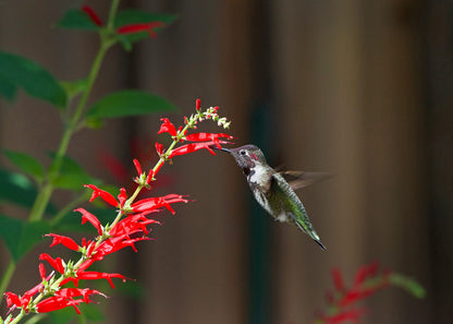 Organic Pineapple Sage Plant (Salvia elegans) in 2.5 inch Pot - Attracts Butterflies and Hummingbirds