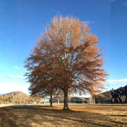 4 Willow Oak Tree Seedlings 1-1.5 Feet Tall, Hardy Shade Trees, Fast-Growing Oak Tree for Growing Outdoor, Winter Dormant
