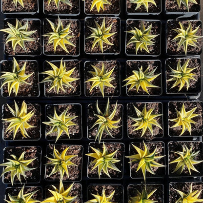 Rare Haworthia Limifolia variegata Succulent Plants – Unique Live Indoor Plants | Low-Maintenance | Great for Collectors, Home, Office, and Gifts