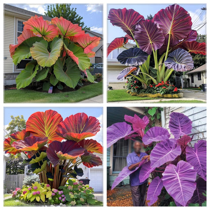 WFTHLO Elephant Ears Bulbs/Giant Elephant Ear Bulbs-Attracting/Low Maintenance Tropical Houseplant-C-6 bulbs