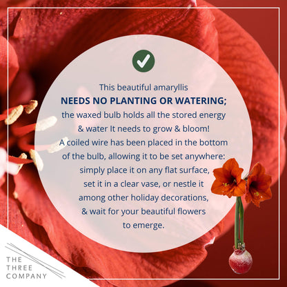 Waxed Amaryllis Bulb – Red Wax with Red Blooms – Live Holiday Gift Plant, Easy Care, No Watering Needed