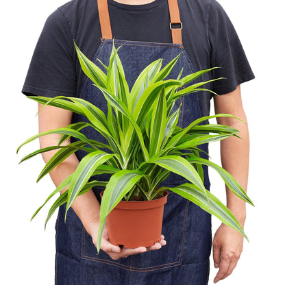 Dracaena Deremensis 'Lemon Surprise' | Live Plant for Indoor & Outdoor | for Living Room, Office, Bathroom | (6" Pot)