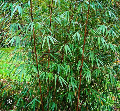 Live Plant - Scabrida Bamboo-fargesia-Rooted Plant-Clumping Non-Invasive-Cold Hardy-18-24”