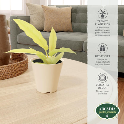 Arcadia Garden Products Live Golden Crocodile Philodendron Rare Indoor Houseplant in Plastic Pot, Tropical Plant Collector Gift for Home and Garden Decor, 4-inch, Beige