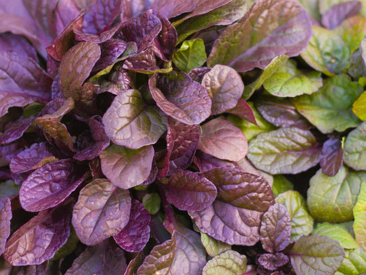 Greenwood Nursery: Live Ground-Cover Plants - Variegated Burgundy Glow Bugleweed + Ajuga Reptans - [Qty: 2X Pint Pots] - (Click for Other Available Plants/Quantities)