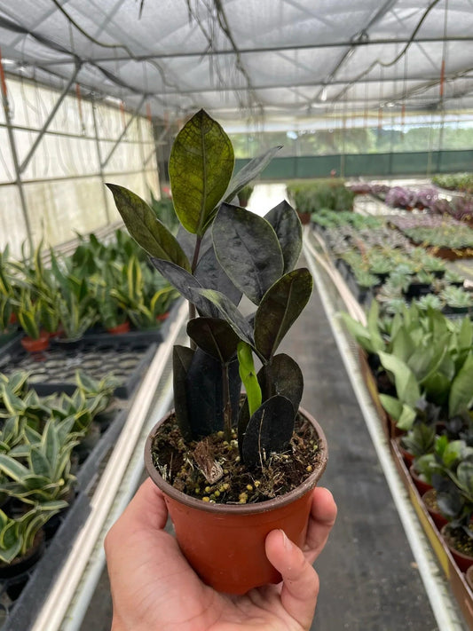 ZZ Zamioculcas 'Black Queen' | Live Plant for Indoor & Outdoor | for Living Room, Office, Bathroom | (4" Pot)