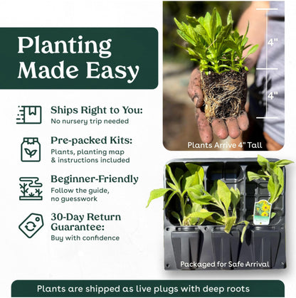 Narrowleaf Milkweed 6 Live Plants (Asclepias fascicularis) – California Native Wildflower for Outdoor Gardens, Monarch Butterfly Host Plant, Drought Tolerant Pollinator Friendly Landscaping