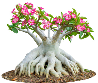 100 Desert Rose Seeds for Planting Mixed Color Ready to Grow Adenium Obesum Seed Exotic Succulent Colorful Bonsai Plant Tropical Rose Flower Planting Non-GMO Heirloom (100, Seeds)